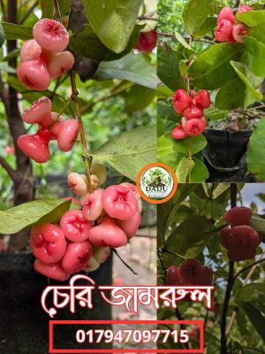 চেরি জামরুল গাছ | Cherry Jamrul Tree