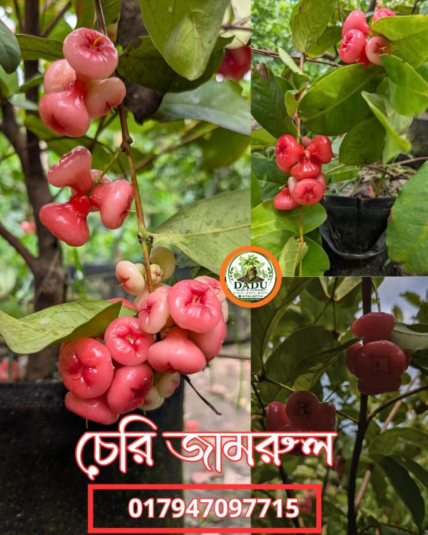 চেরি জামরুল গাছ | Cherry Jamrul Tree