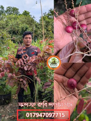 রুবি লংগান গাছ | Ruby Longan Tree