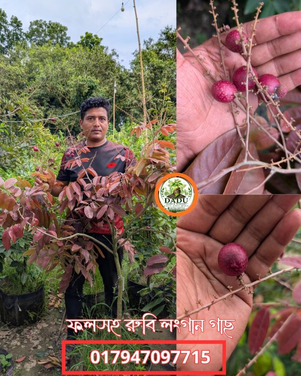 রুবি লংগান গাছ | Ruby Longan Tree