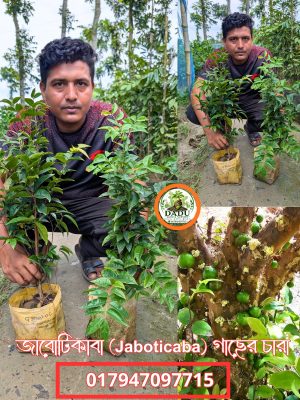 জাবুটিকাবা গাছ | Jabuticaba Plant