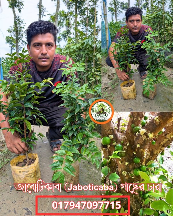 জাবুটিকাবা গাছ | Jabuticaba Plant