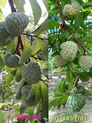 শরিফা গাছ | Custard Apple Plan