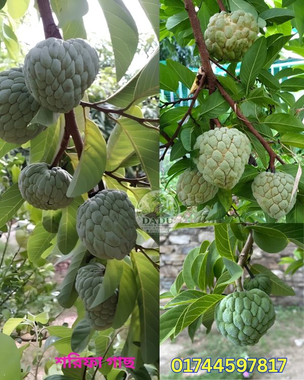 শরিফা গাছ | Custard Apple Plan
