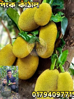 পিংক কাঁঠাল গাছ | Pink Jackfruit Plant