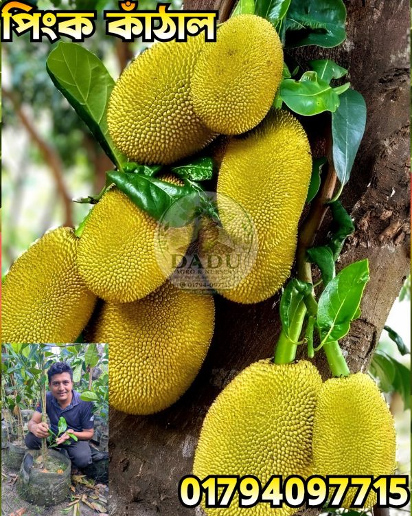 পিংক কাঁঠাল গাছ | Pink Jackfruit Plant