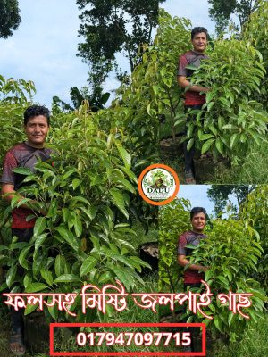 মিষ্টি জলপাই গাছ | Sweet Olive Plant