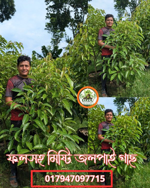 মিষ্টি জলপাই গাছ | Sweet Olive Plant