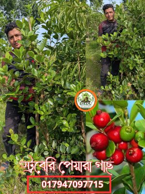 স্ট্রবেরি পেয়ারা গাছ | Strawberry Guava Plant