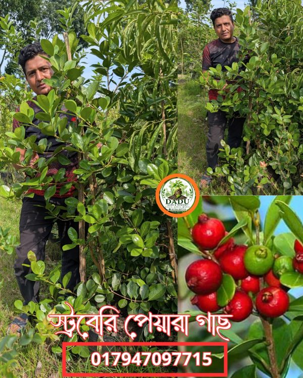 স্ট্রবেরি পেয়ারা গাছ | Strawberry Guava Plant