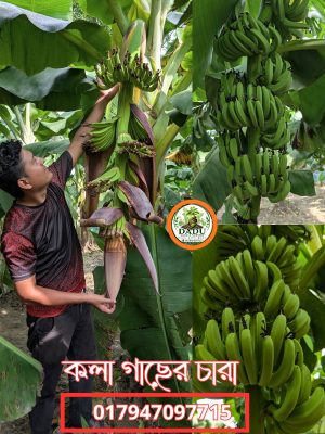 কলা গাছ | Banana Plant