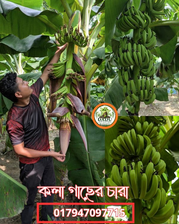কলা গাছ | Banana Plant