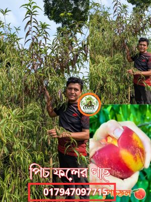পিচ ফল গাছ | Peach Fruit Plant