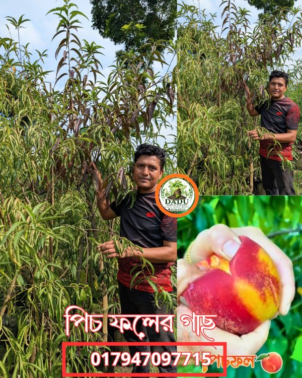 পিচ ফল গাছ | Peach Fruit Plant