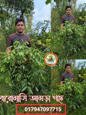 বারোমাসি আমড়া গাছ | Baromasi Amra Plant