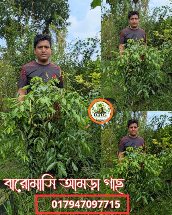 বারোমাসি আমড়া গাছ | Baromasi Amra Plant