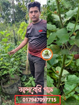 মালবেরি গাছ | Mulberry Plant