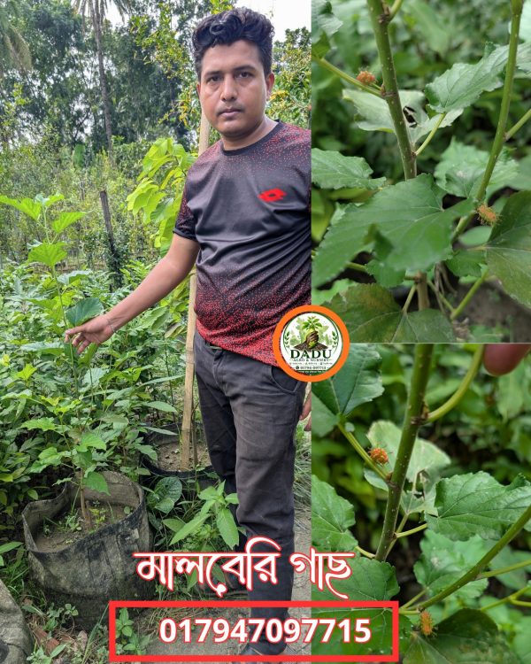 মালবেরি গাছ | Mulberry Plant