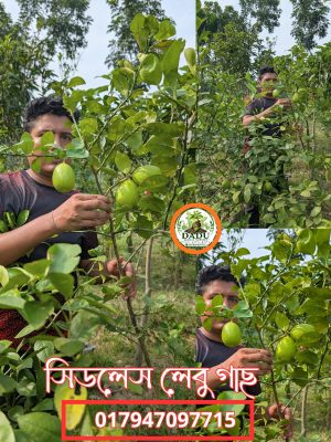 সিডলেস লেবু গাছ | Seedless Lemon Plant