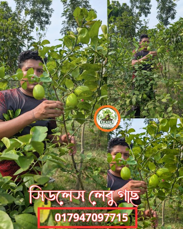 সিডলেস লেবু গাছ | Seedless Lemon Plant